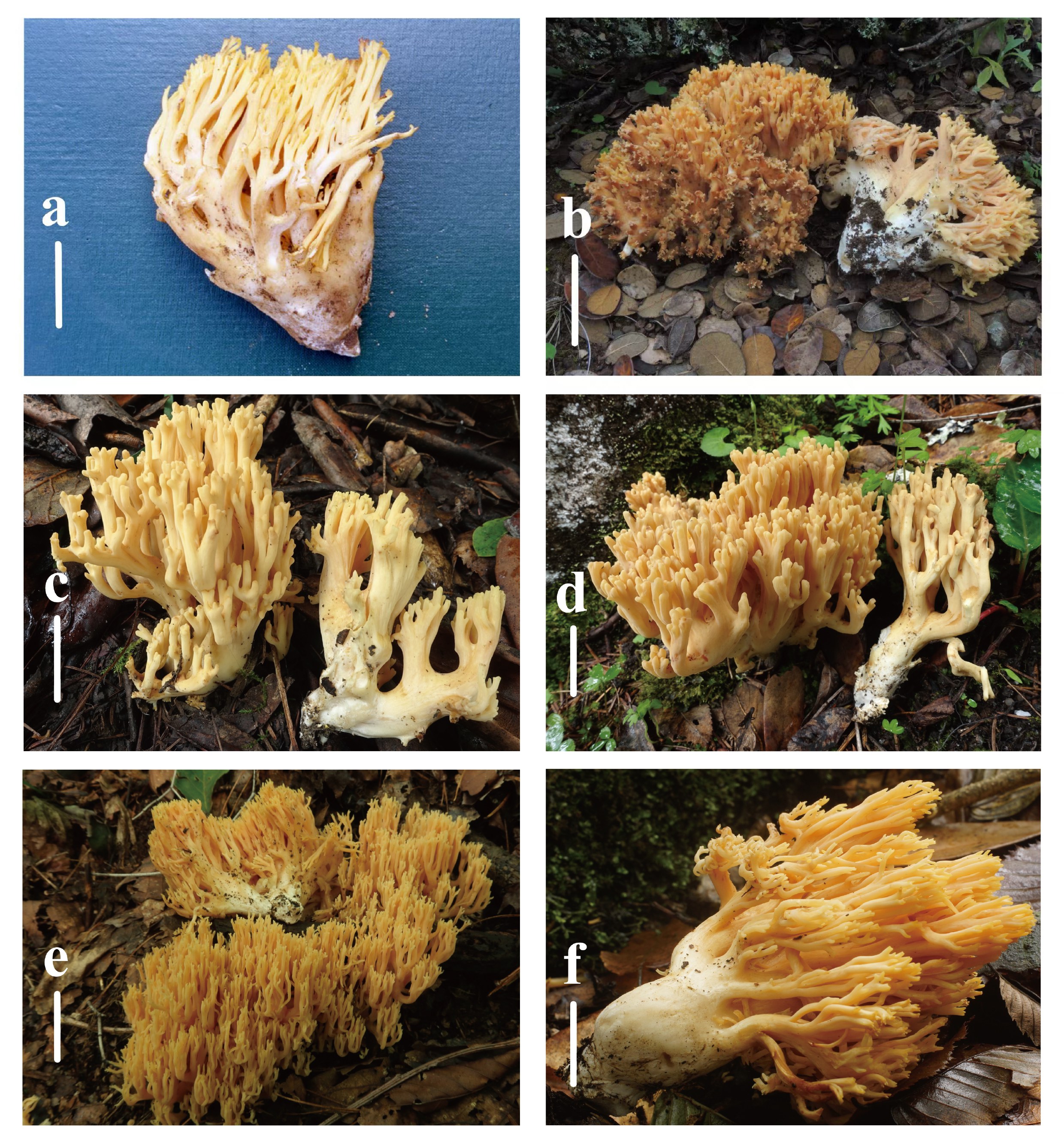 Figure 17